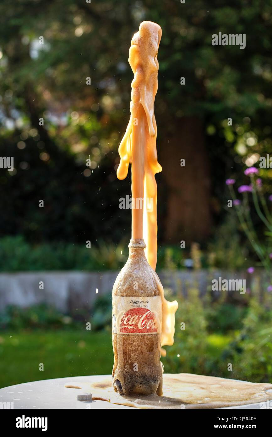 Coca-cola splashes out of the bottle after Mentos sweets were added to the  carbonated cola liquid Stock Photo - Alamy
