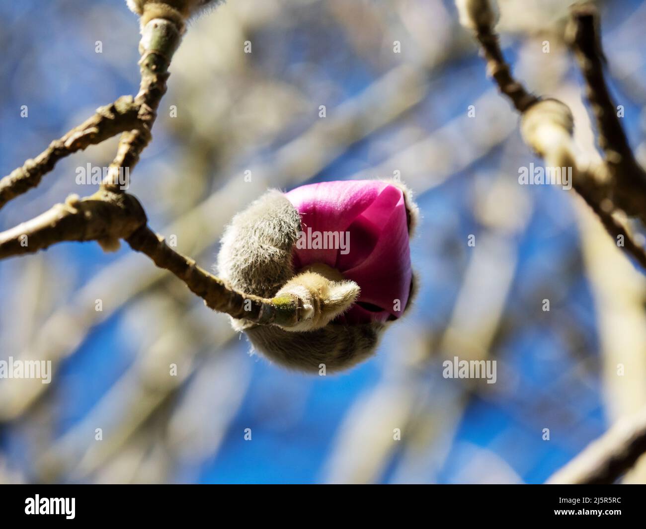 A pink magnolia tree in Bodnant gardens, Bodnant, Conwy, Wales, UK