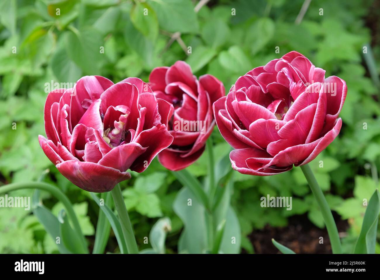 Double Tulip ÔDream TouchÕ in flower Stock Photo Alamy