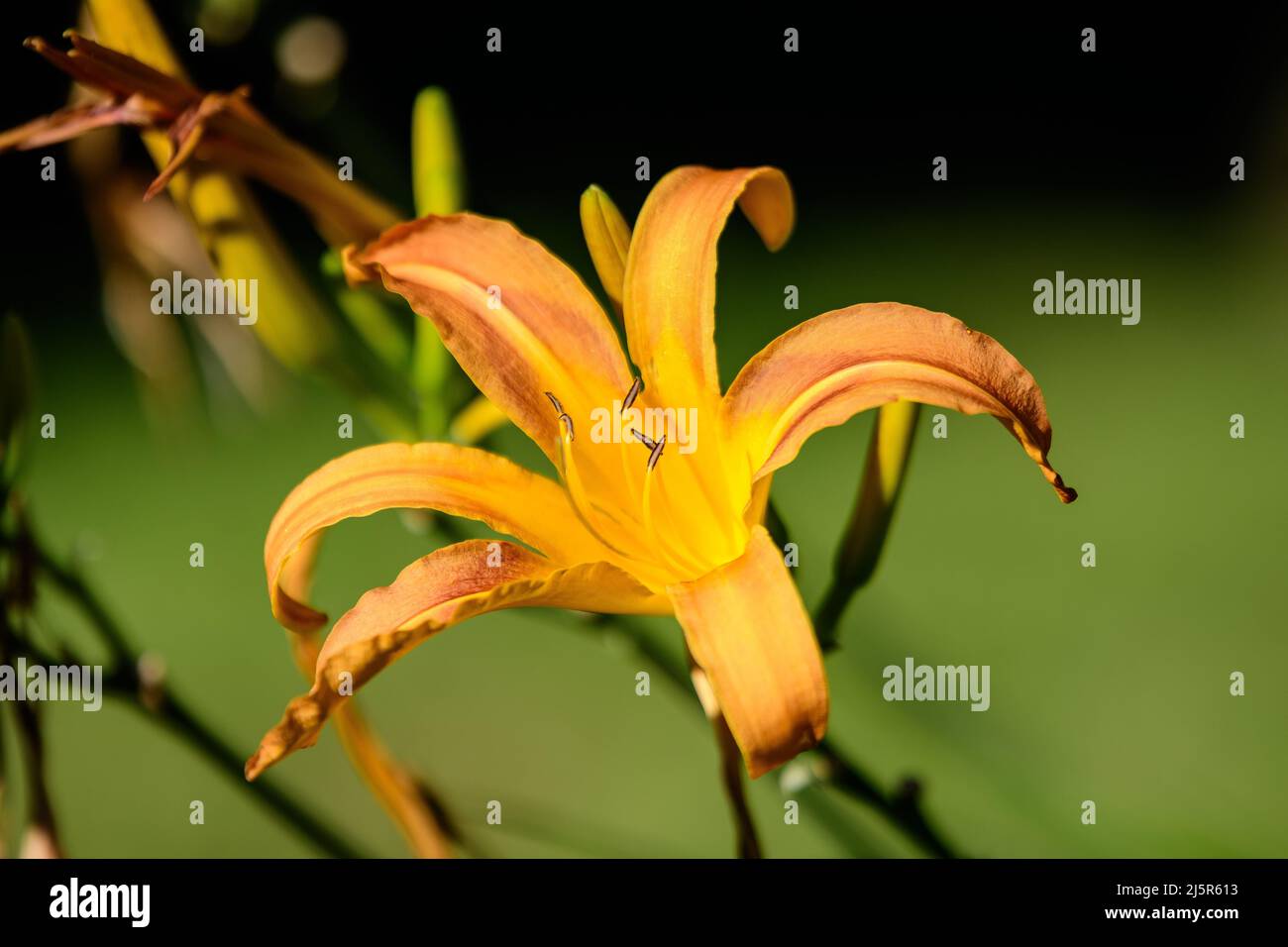Vivid orange daylily, Lilium or Lily plant in a British cottage style