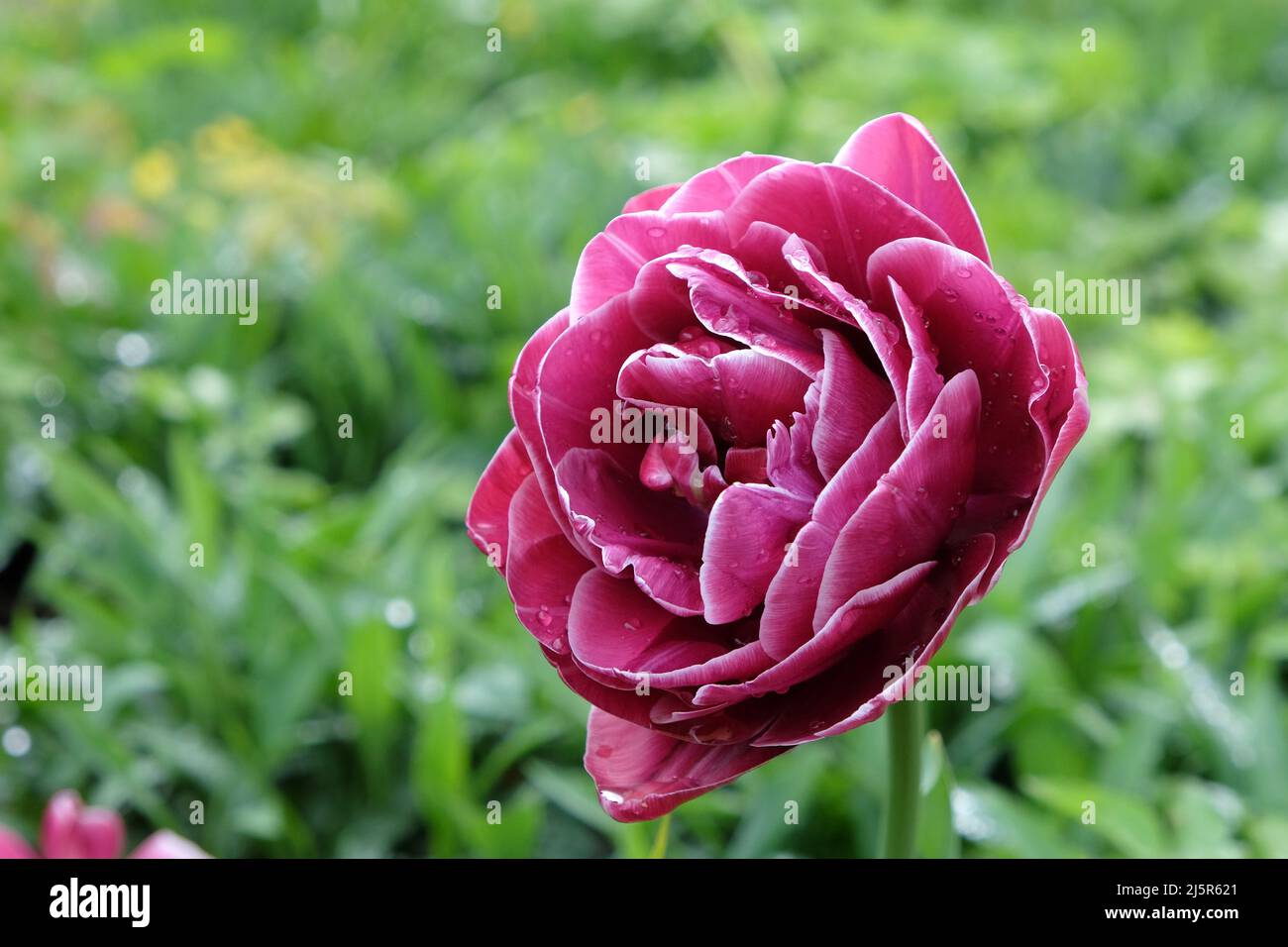 Double Tulip ÔDream TouchÕ in flower Stock Photo Alamy