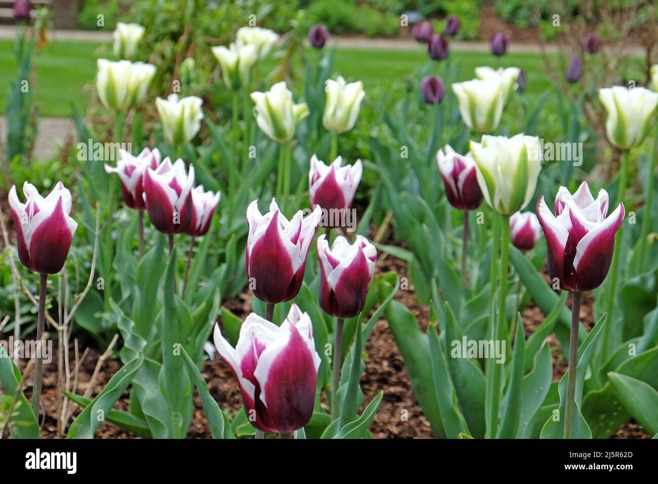 Lily flowered Tulip ÔBalladeÕ in bloom. Stock Photo