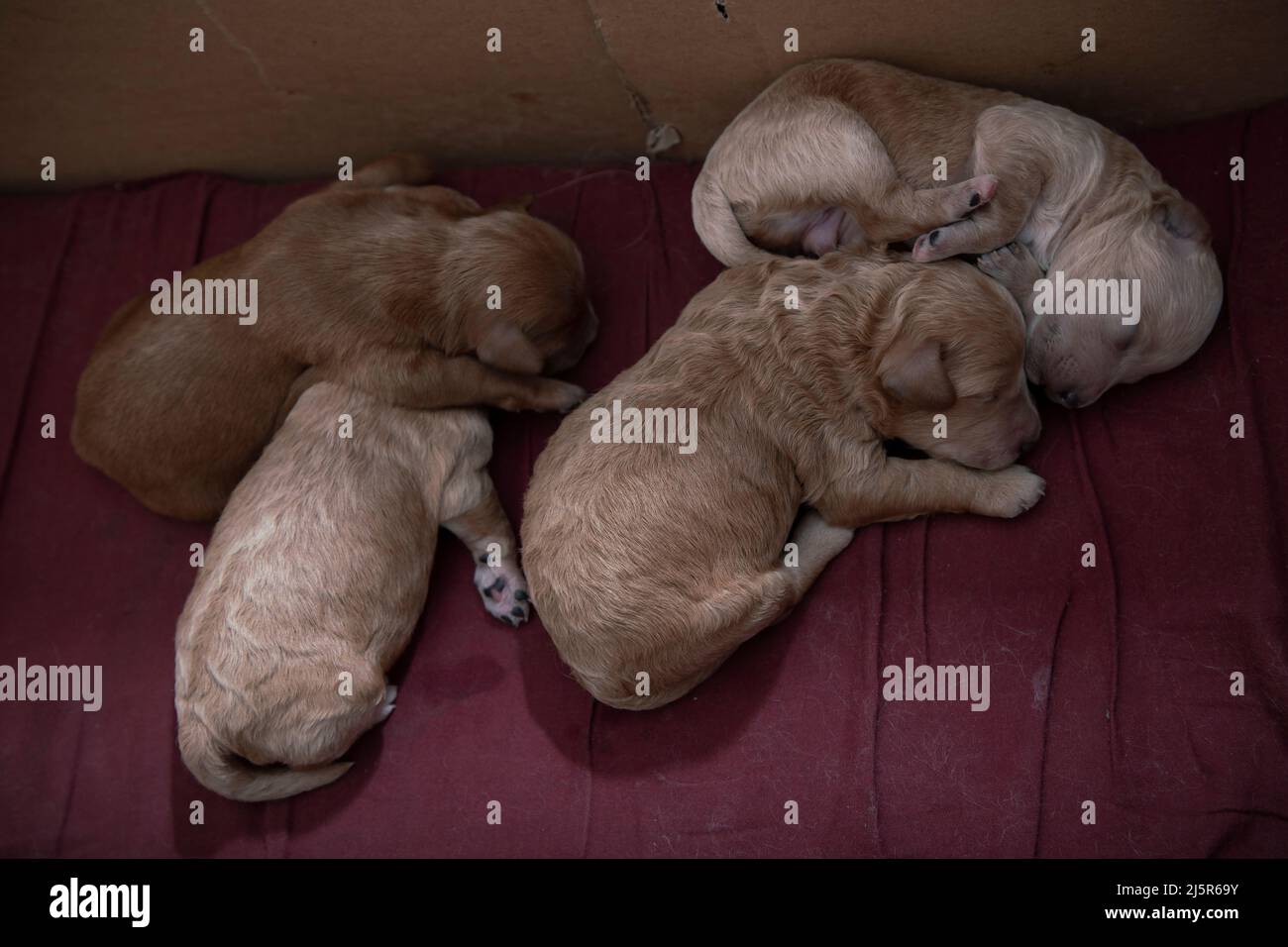 Close-up of 5-day-old Poochon (Poodle & Bichon mix) puppies sleeping in a whelping box Stock Photo