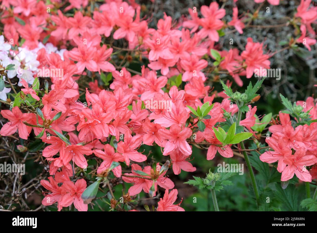Salmon pink Rhododendron ÔsquirrelÕ in flower Stock Photo