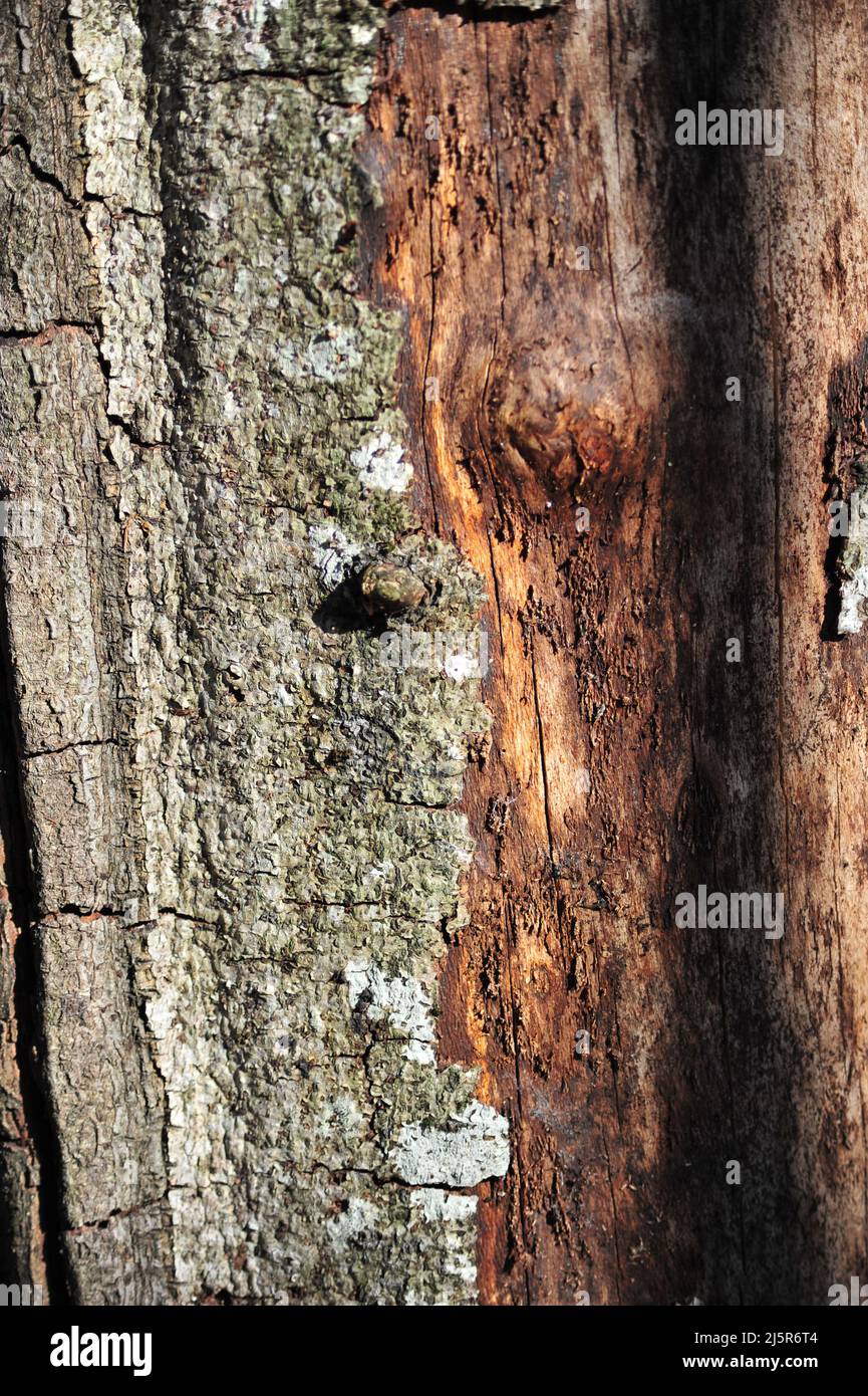 Vertical close up photo of tree trunk partly losing its bark Stock
