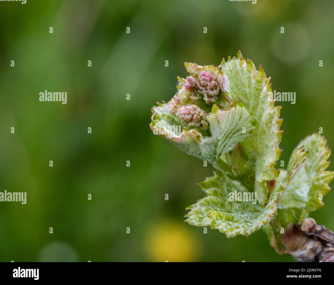Close-up of developing inflorescences on grapevine (vitis vinifera) in ...
