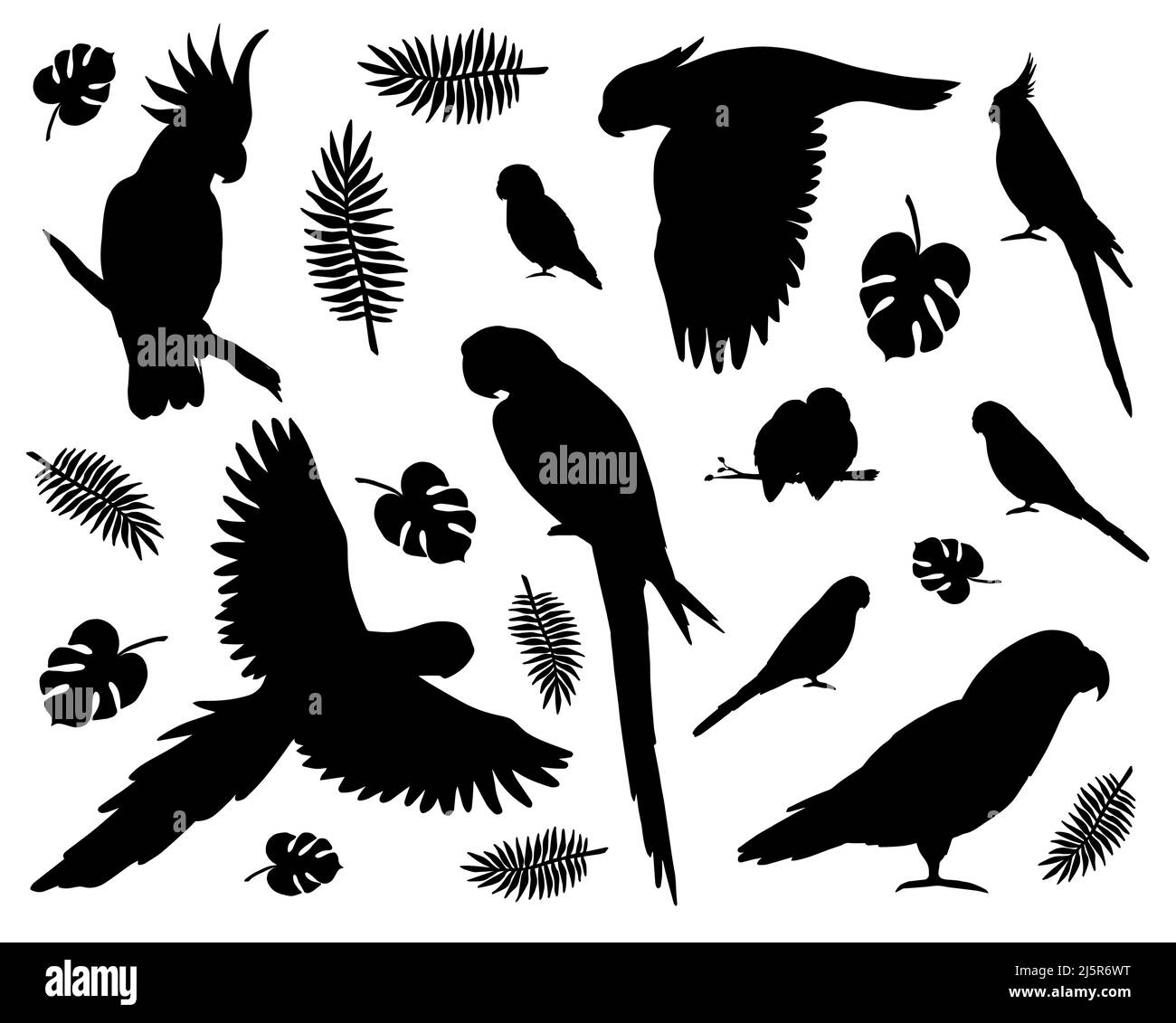 Vector set bundle of black different parrots silhouette isolated on white background Stock Vector