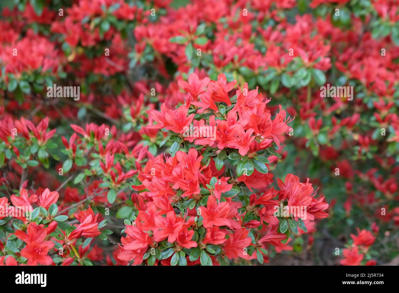 Red Rhododendron ÔRusticaÕ in flower Stock Photo - Alamy