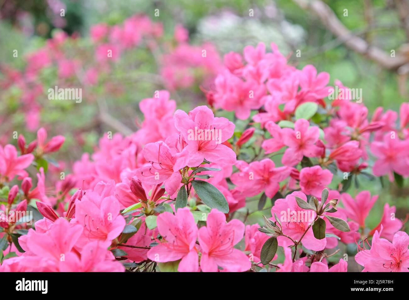 Rhododendron hinomayo azalea hinomayo hi-res stock photography and images -  Alamy