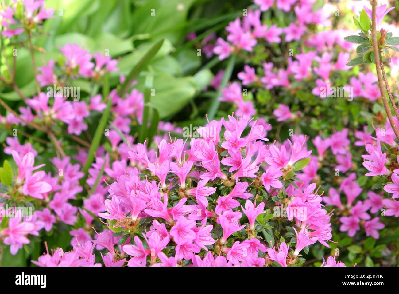 Pink Rhododendron ‘Kiritsubo Kurume’ in flower Stock Photo