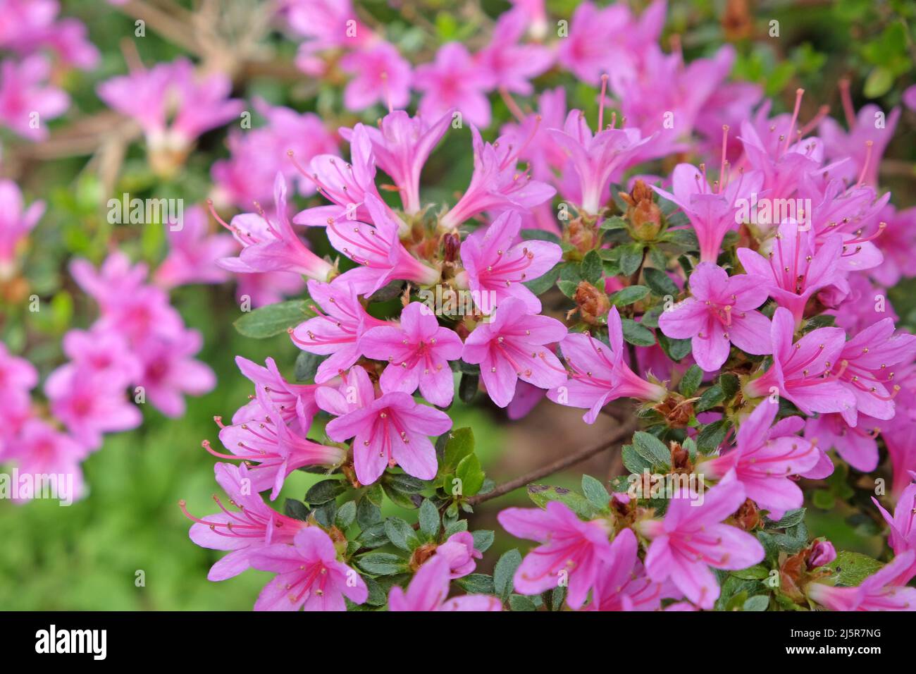Pink Rhododendron ‘Kiritsubo Kurume’ in flower Stock Photo
