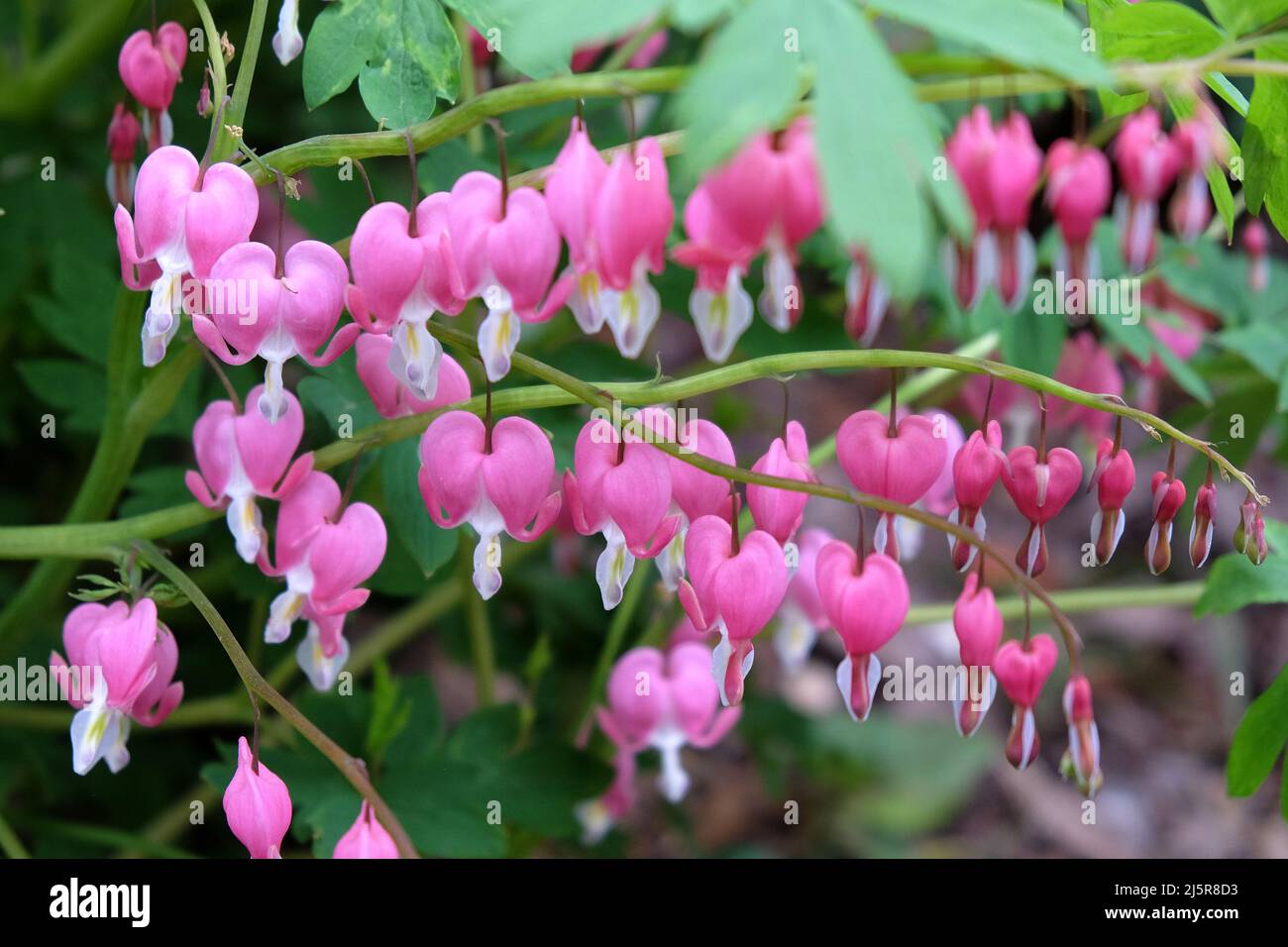 The delicate flowers of the Bleeding Heart in bloom Stock Photo Alamy