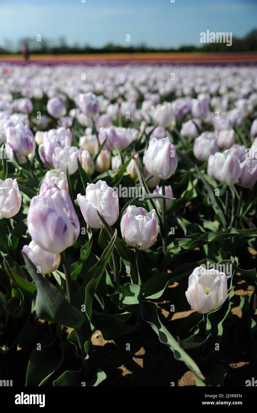 Tapping House Tulips, April 2022 Stock Photo Alamy