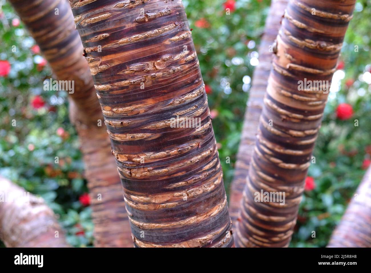 Striped Bark of Prunus serial x serrulata Tree, or the Japanese and Tibetan Cherry. Stock Photo