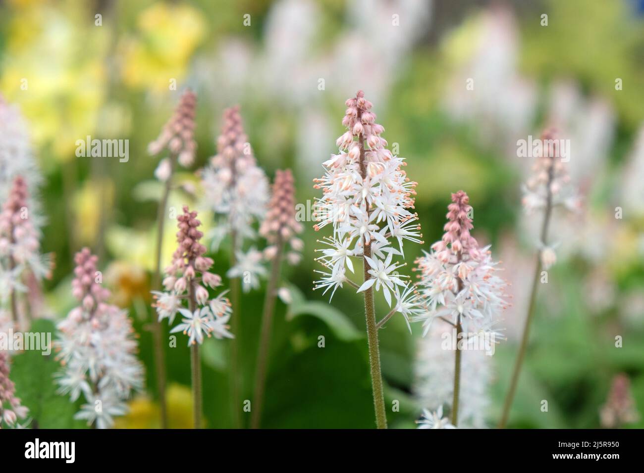 White heartleaf foamflower in bloom. Stock Photo
