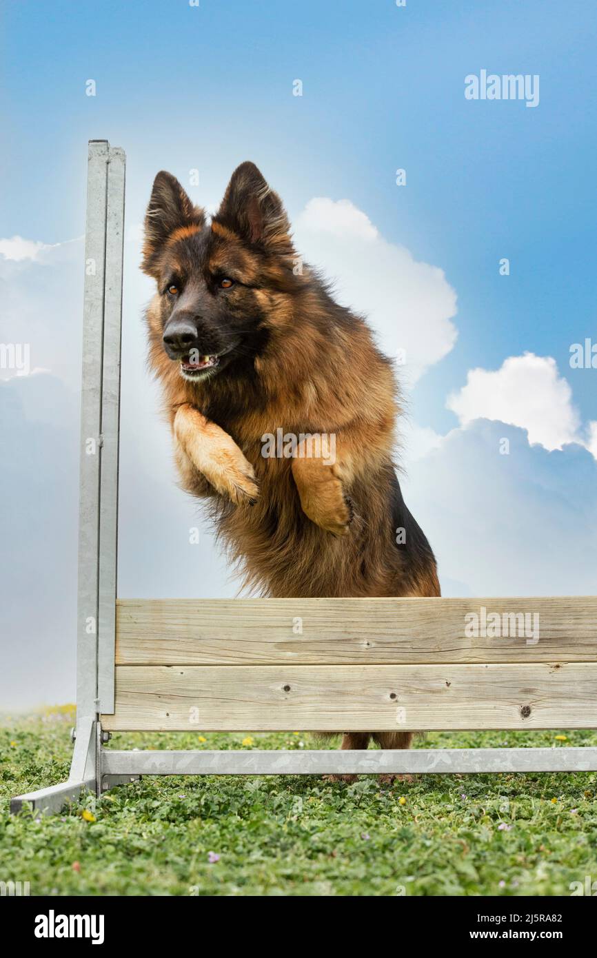 training for a german shepherd on a fence for obedience discipline