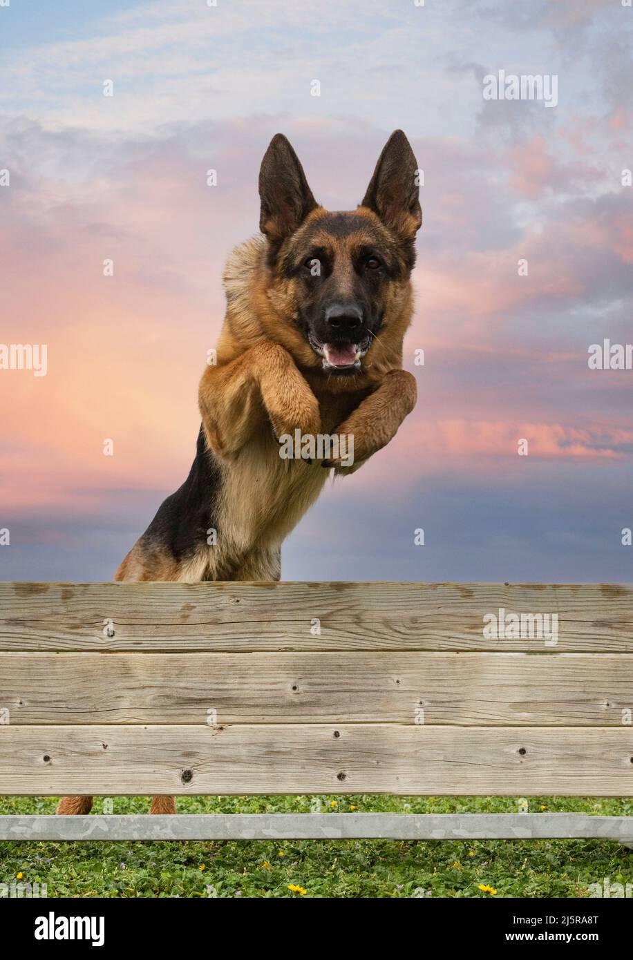 training for a german shepherd on a fence for obedience discipline