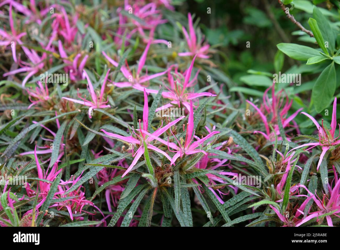 The delicate flowers of the  Azalea japonica ÔStar StyleÕ Stock Photo