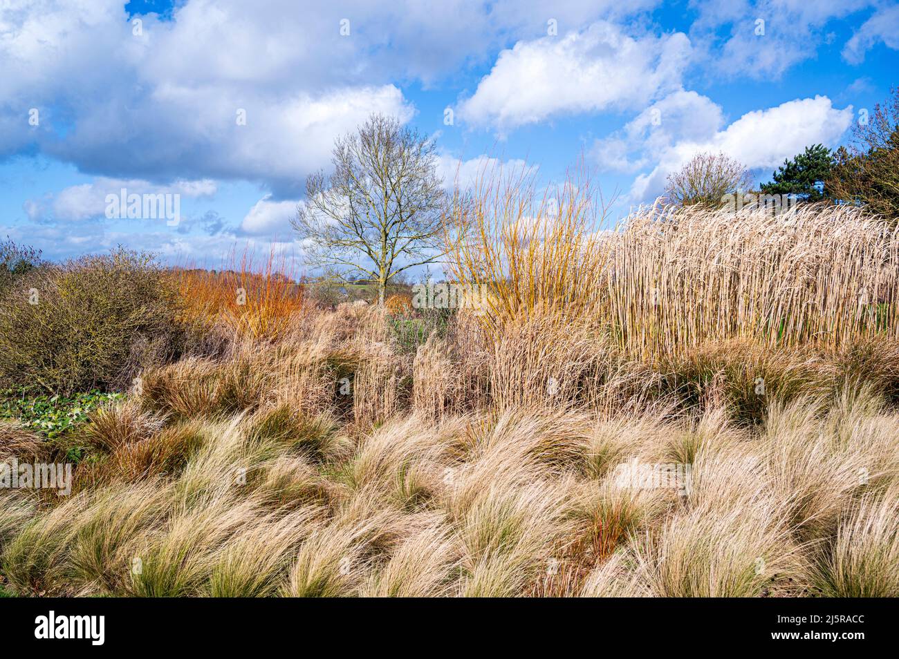 Mass of grasses giving seasonal interest, on a sunny winters day. Stock Photo
