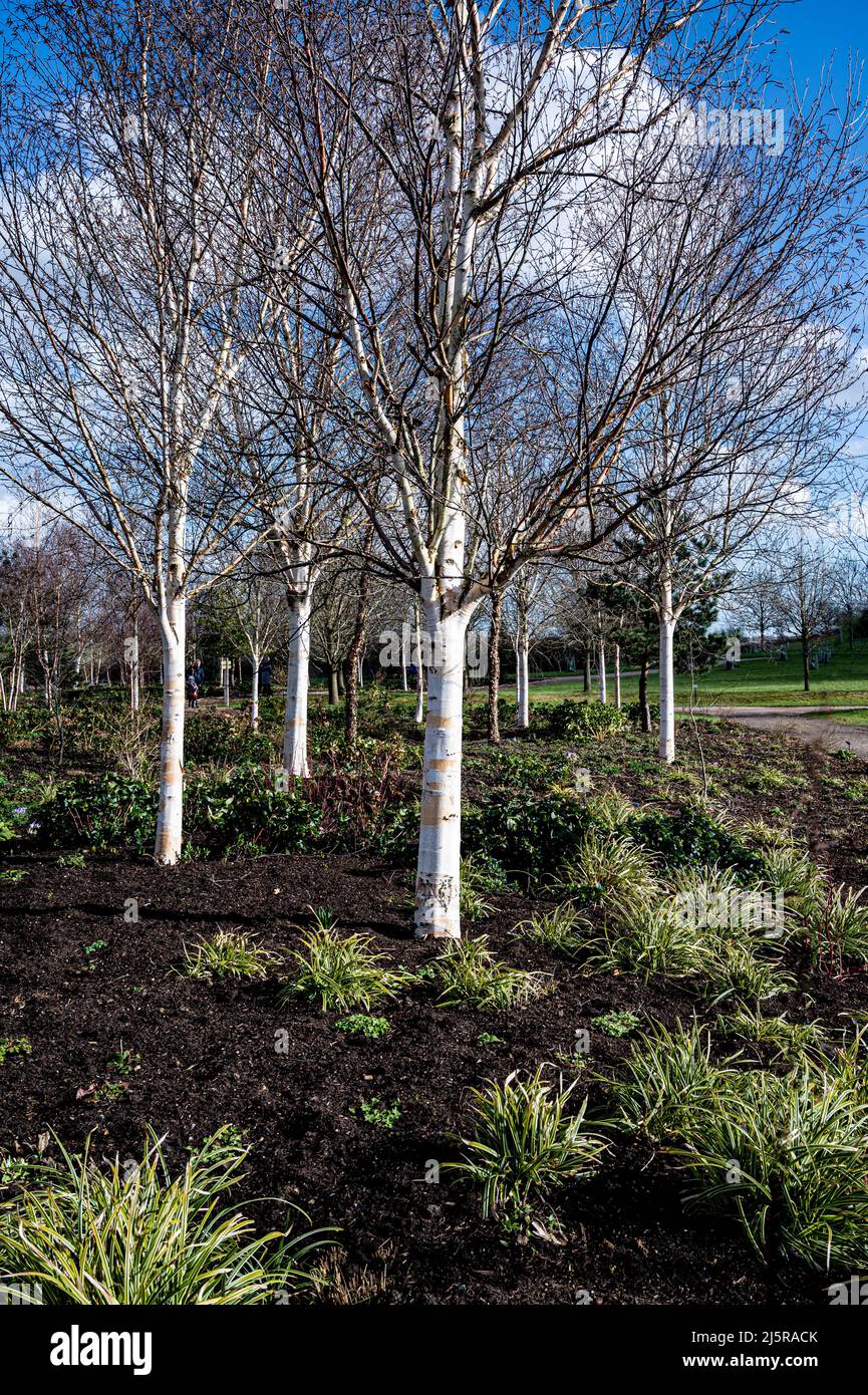 The Birch Grove at RHS Hyde Hall. Stock Photo