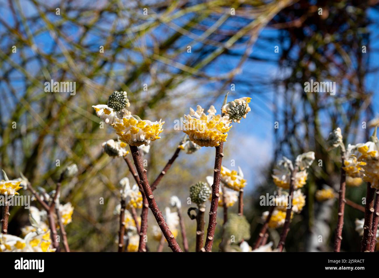 Edgeworthia chrysantha grandiflora, Paperbush Grandiflora, Edgeworthia grandiflora, Thymelaeaceae. Cream flowers in early spring. Stock Photo