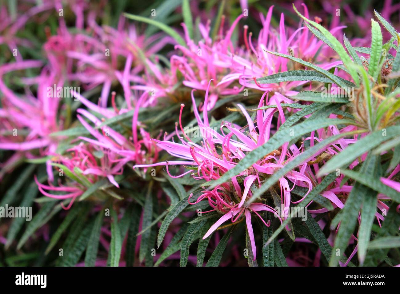 The delicate flowers of the  Azalea japonica ÔStar StyleÕ Stock Photo
