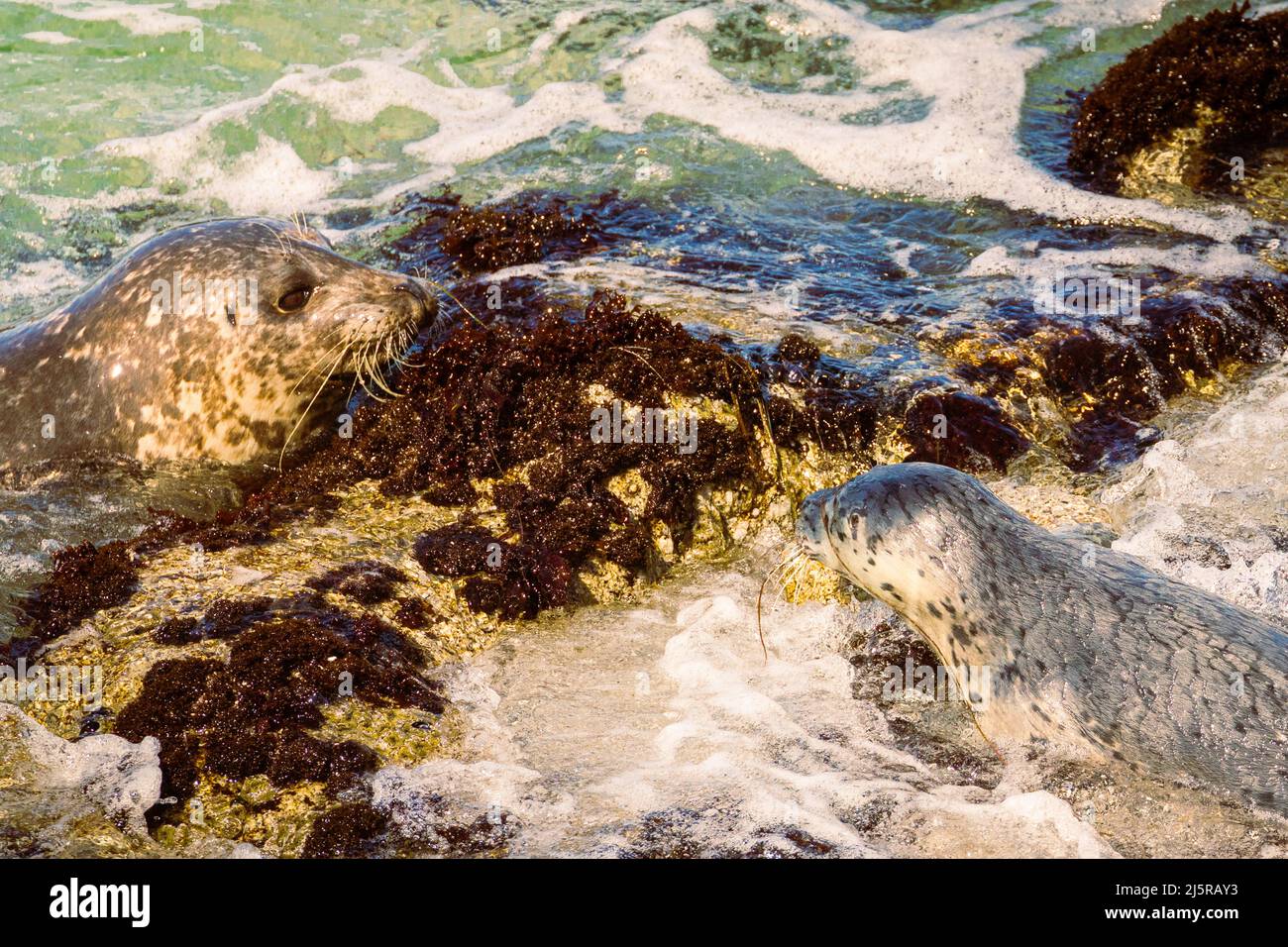 Mother harbor seal (Phoca vitulina) and pup as pup washed over a rock while learning to swim.  Photographed in Pacific Grove, California, USA. Stock Photo