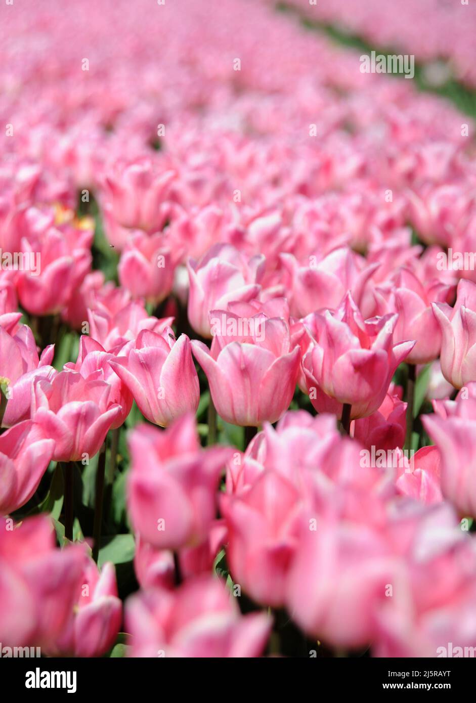 Tapping House Tulips, April 2022 Stock Photo Alamy