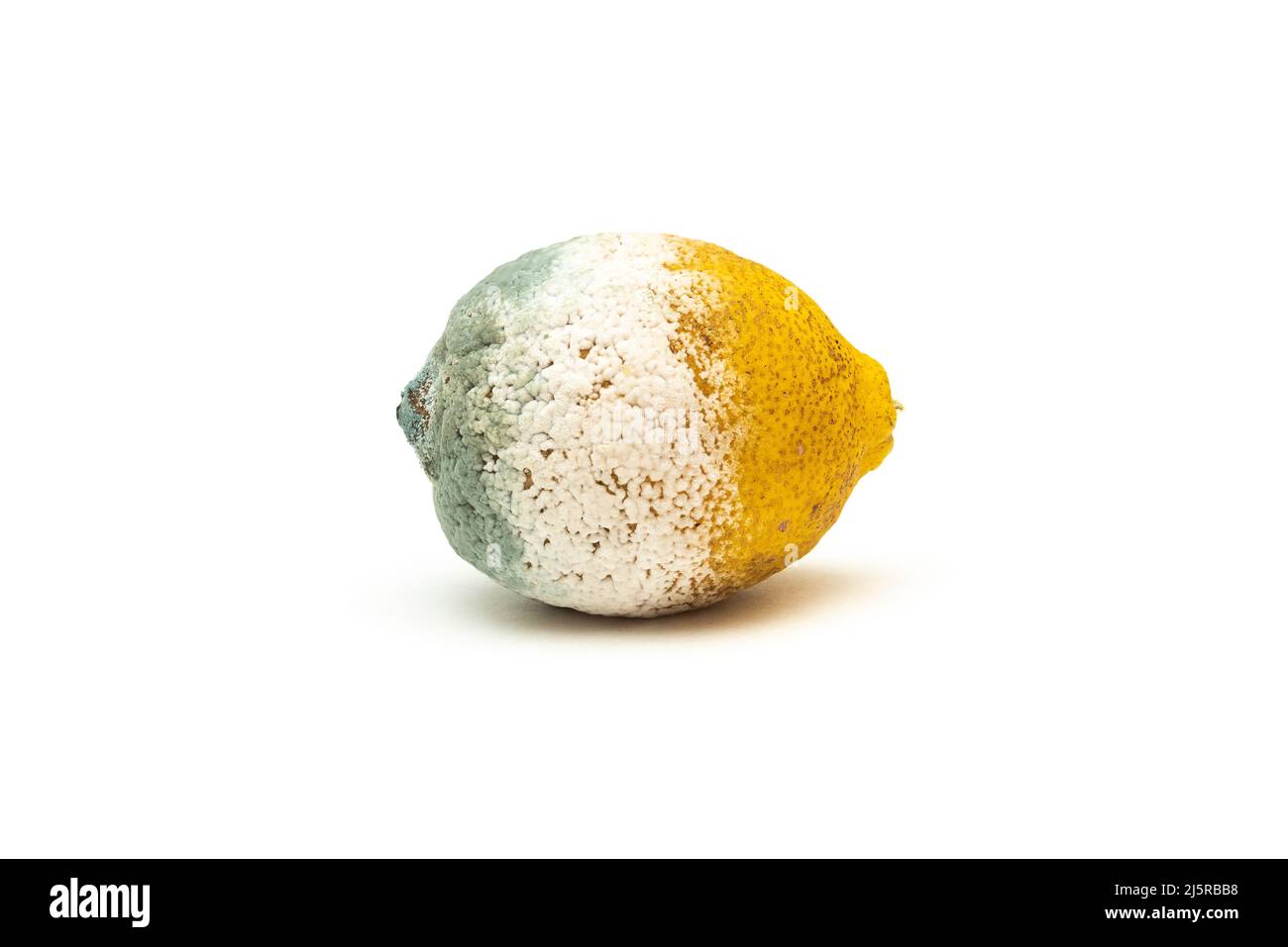 Lemon covered with mold on a white background Stock Photo