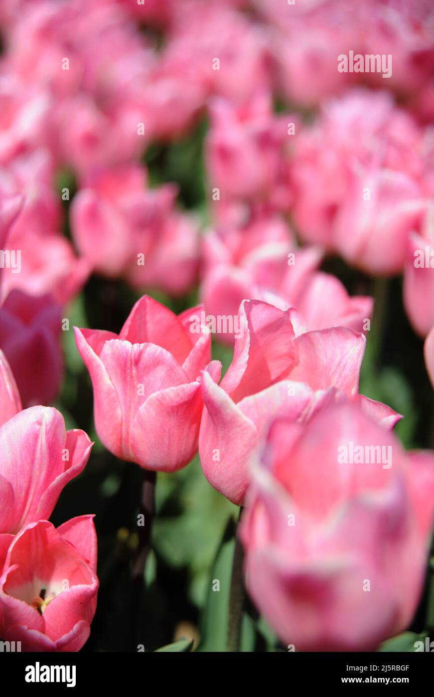 Tapping House Tulips, April 2022 Stock Photo Alamy