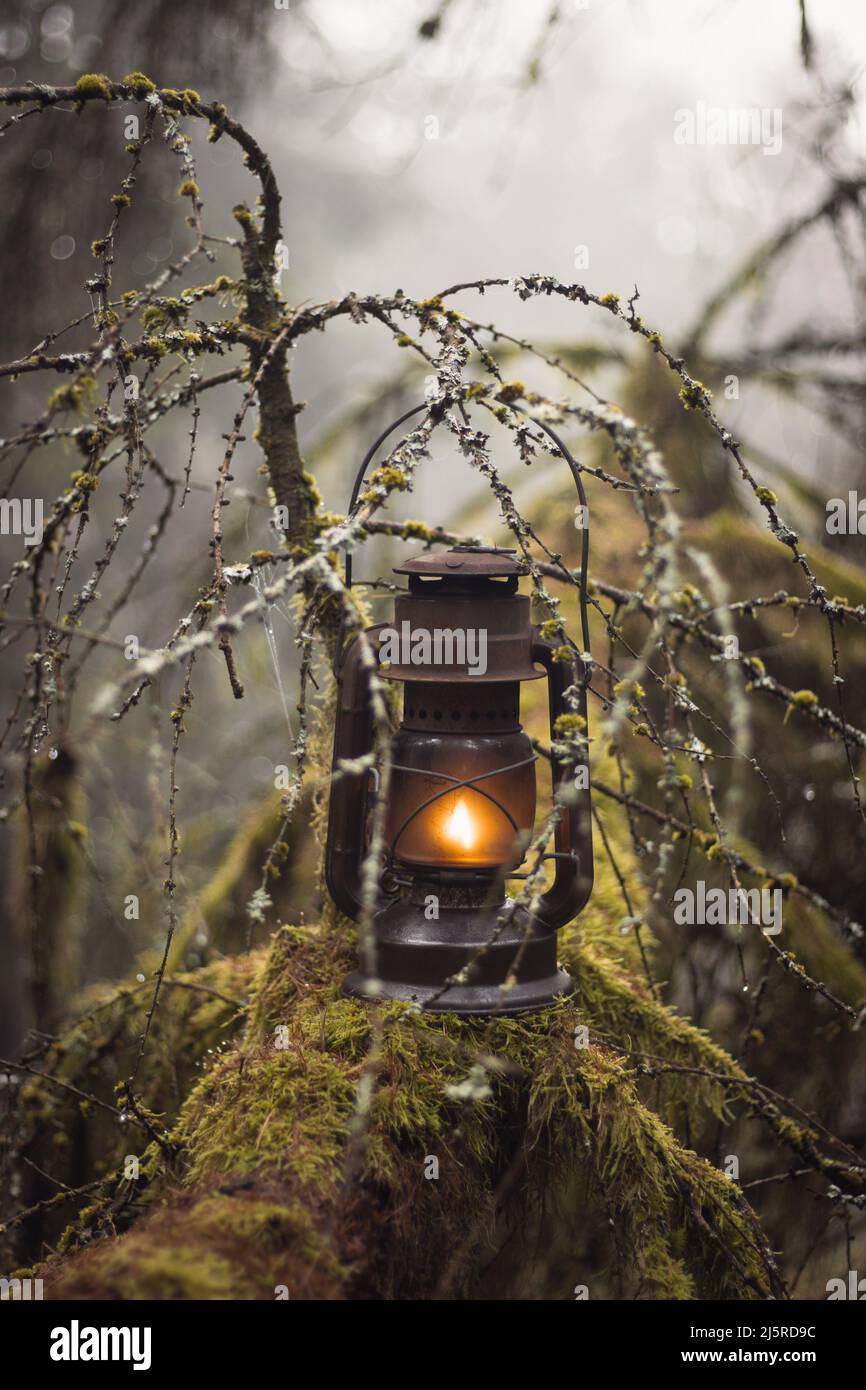 Rustic Old Oil Lantern in Mossy Misty Enchanted Forest Stock Photo