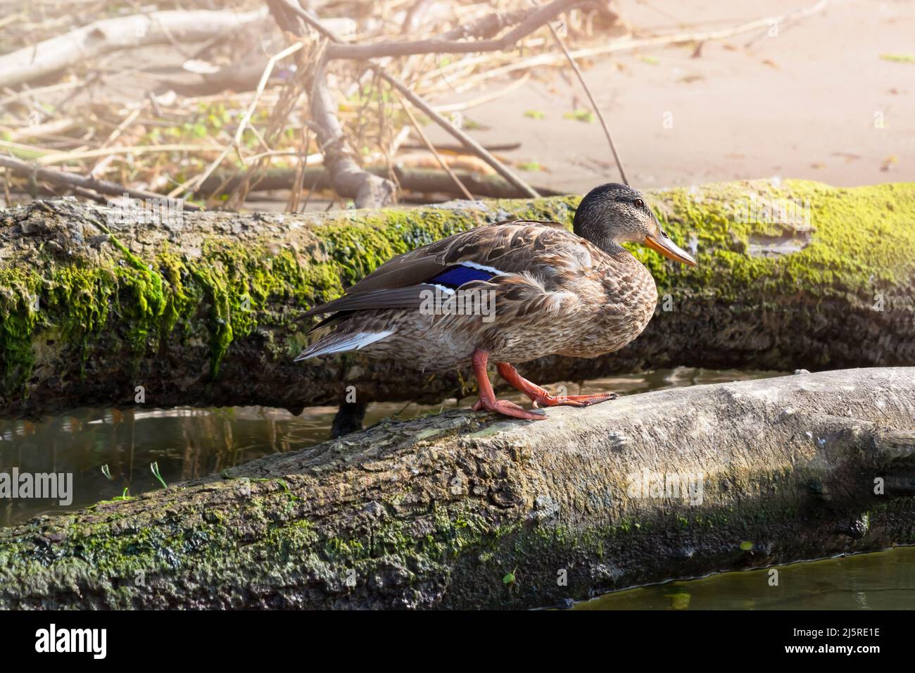A wild duck is resting on a fallen tree in the water, near the river bank. Selective focus Stock Photo