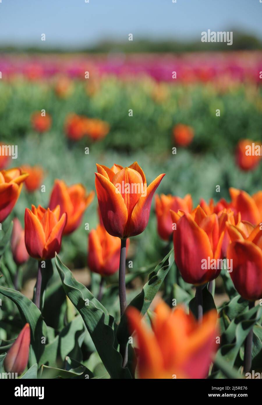 Tapping House Tulips, April 2022 Stock Photo Alamy