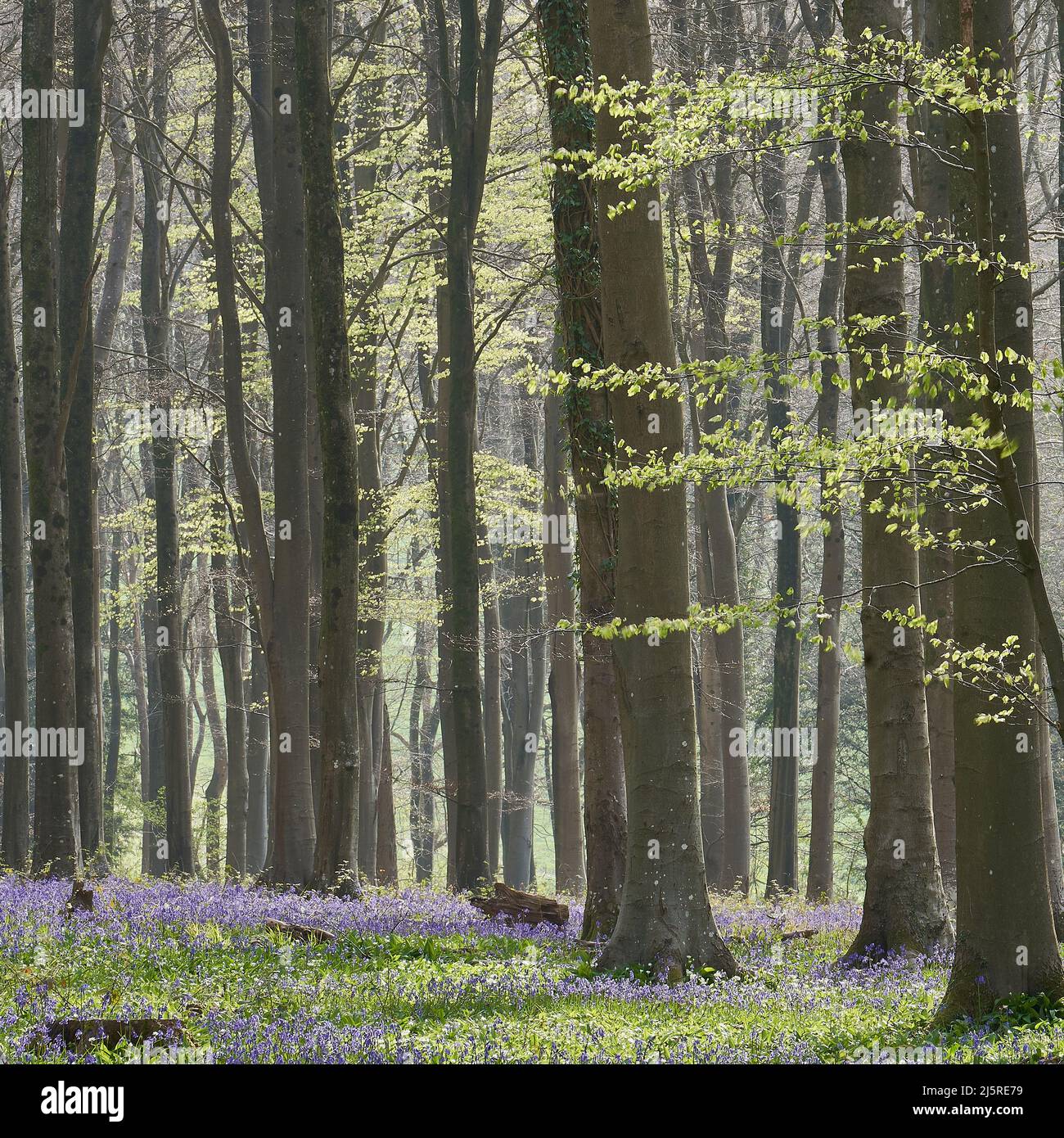 Beech woodland in spring with bluebells Stock Photo