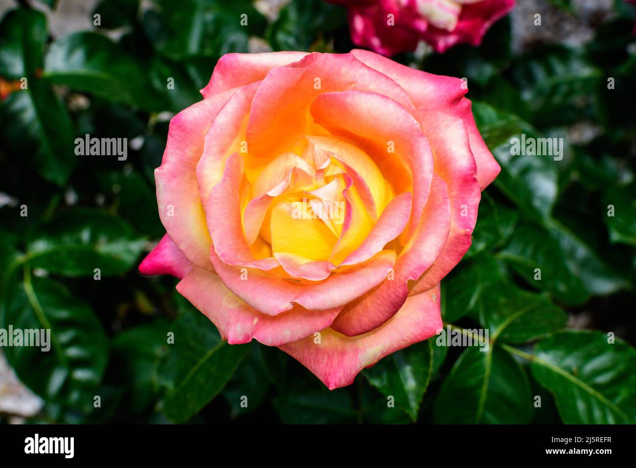 Close up of one large and delicate vivid yellow orange roses in full