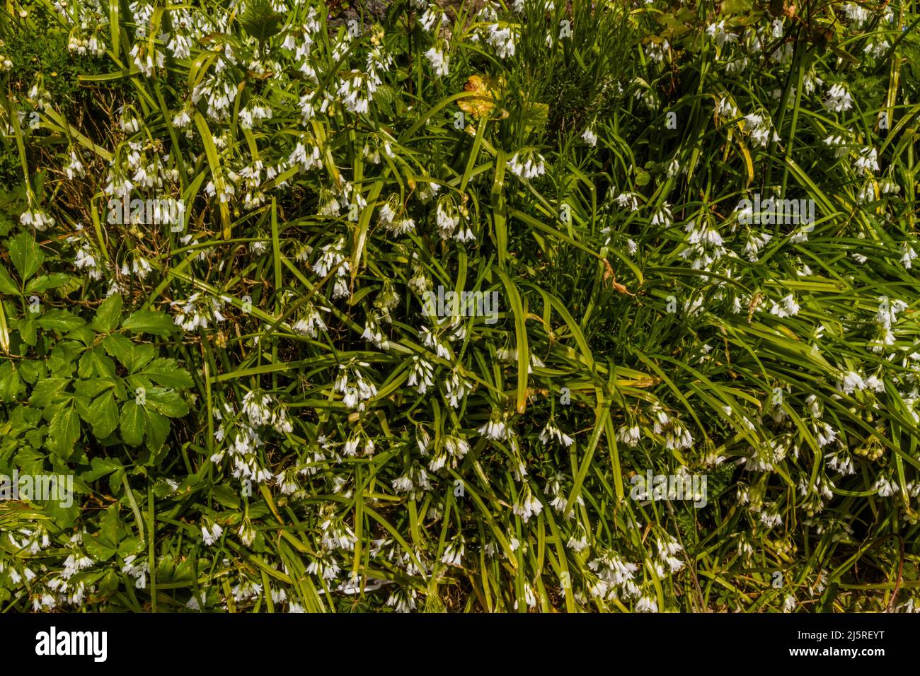 Three cornered leek or Allium triquetrum flowering forming background or texture. Stock Photo