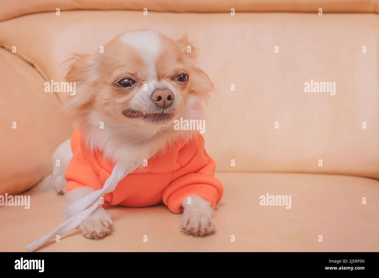 Pet, animal. Chihuahua dog in an orange hoodie on a beige leather sofa
