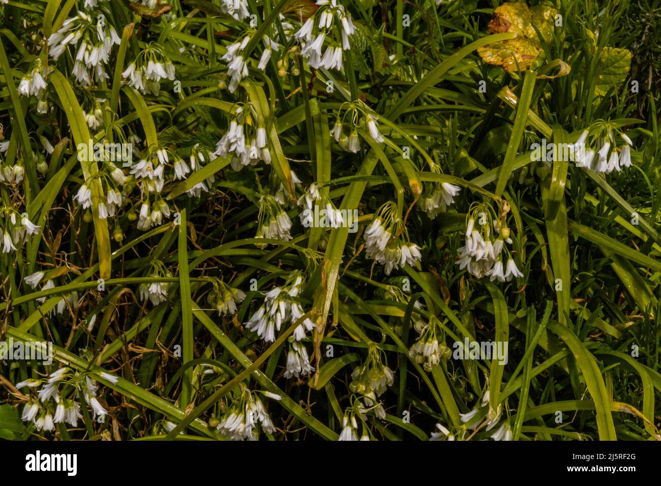 Three cornered leek or Allium triquetrum flowering forming background or texture, landscape. Stock Photo