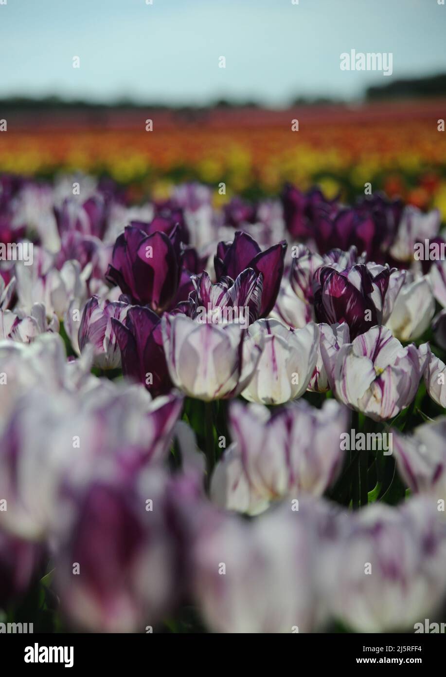 Tapping House Tulips, April 2022 Stock Photo Alamy