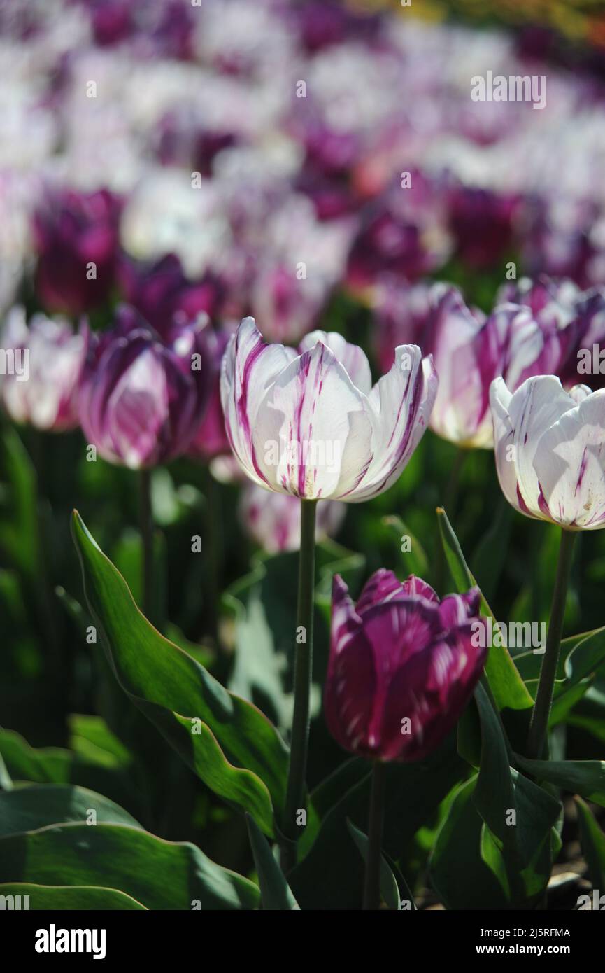 Tapping House Tulips, April 2022 Stock Photo Alamy