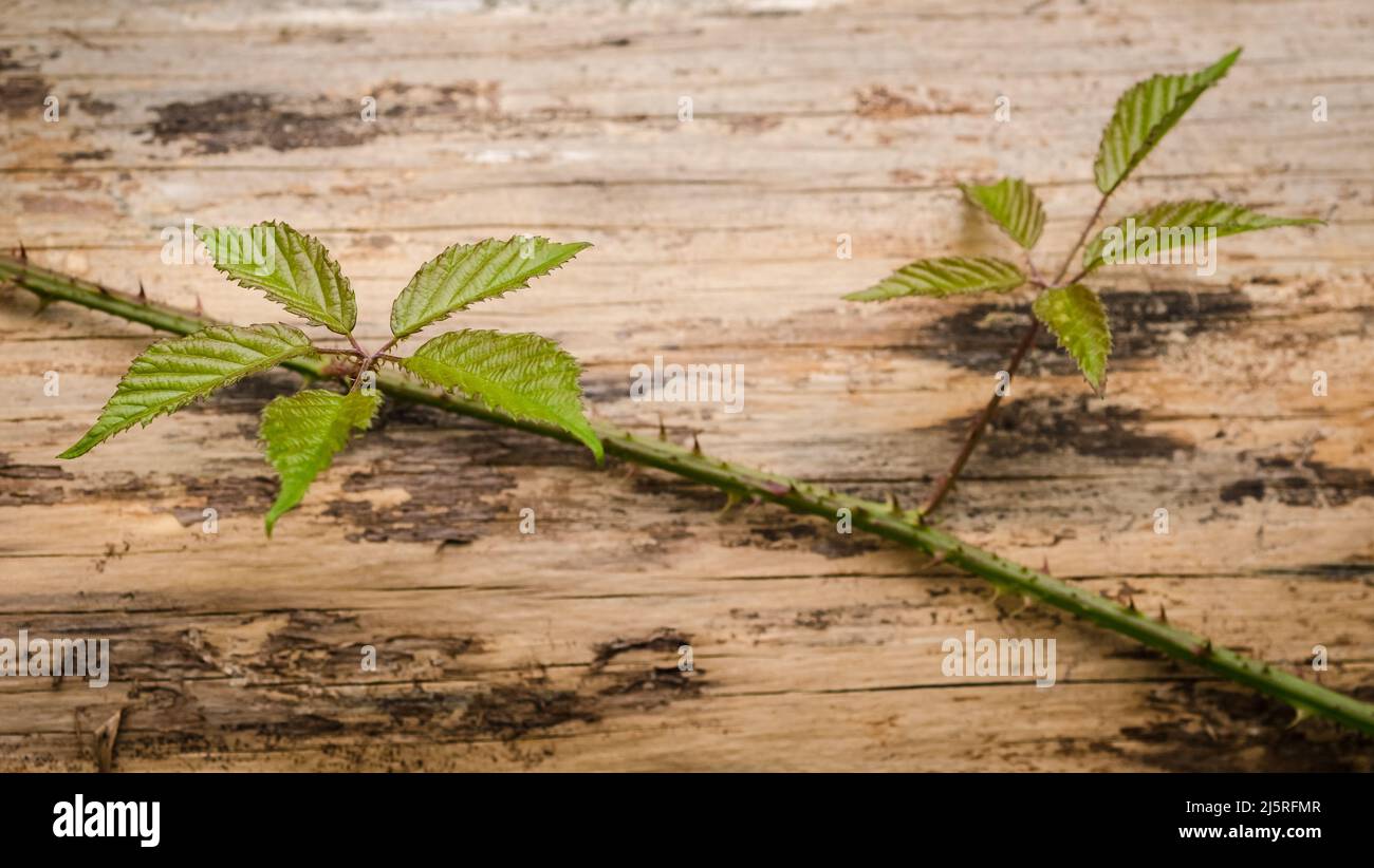 Leaves of the Rubus idaeus, known as european raspberry plant with