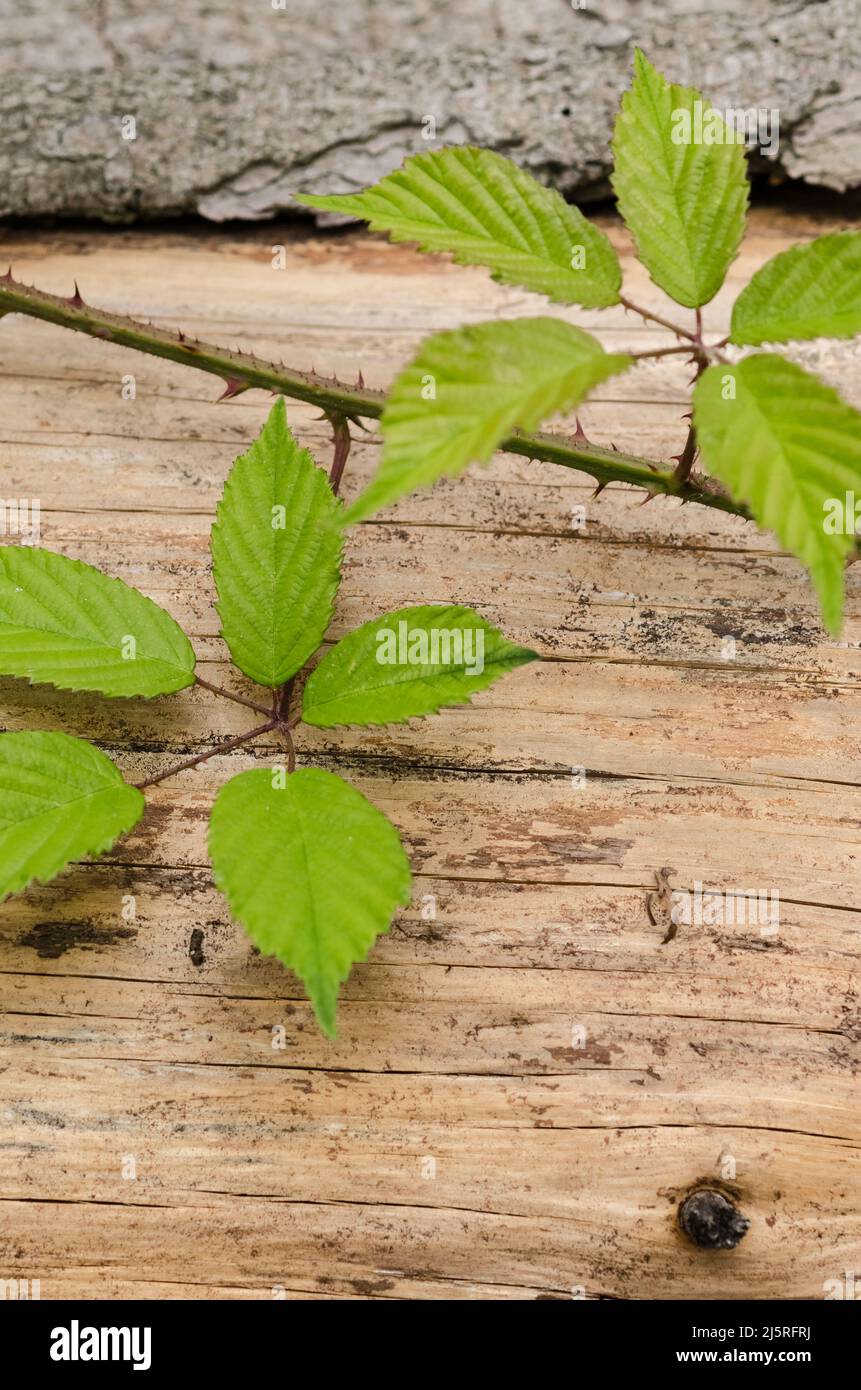 Leaves of the Rubus idaeus, known as european raspberry plant with