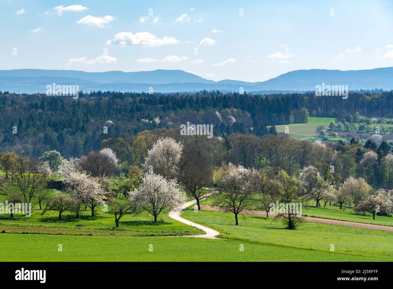 Black forest in spring hi-res stock photography and images - Alamy