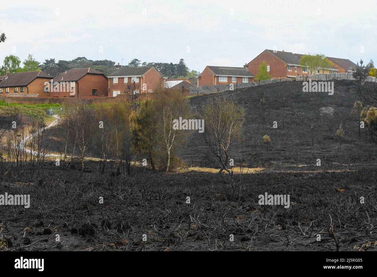 Canford Heath, Poole, Dorset, UK.  25th April 2022.  General view of the blackened scorched ground at Canford Heath at Poole in Dorset which was damage by a huge fire on Sunday.  Canford heath is the largest heath in Dorset and the largest lowland heath in the UK and is home to rare species including Smooth Snake, Sand Lizard and Dartford Warbler. Picture Credit: Graham Hunt/Alamy Live News Stock Photo