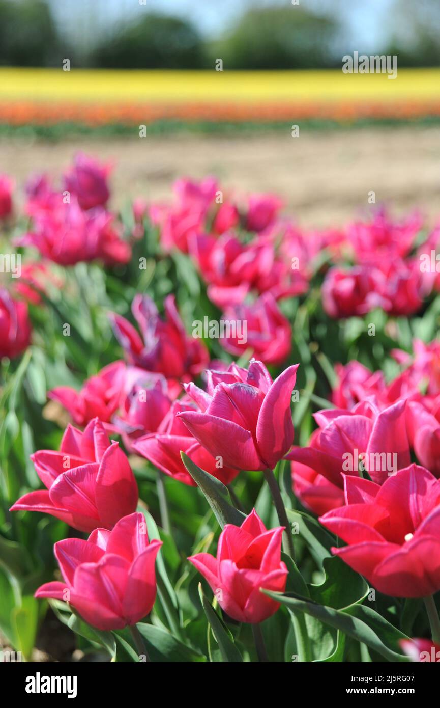 Tapping House Tulips, April 2022 Stock Photo Alamy