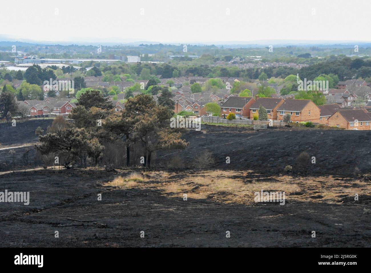 Canford Heath, Poole, Dorset, UK.  25th April 2022.  General view of the blackened scorched ground at Canford Heath at Poole in Dorset which was damage by a huge fire on Sunday.  Canford heath is the largest heath in Dorset and the largest lowland heath in the UK and is home to rare species including Smooth Snake, Sand Lizard and Dartford Warbler. Picture Credit: Graham Hunt/Alamy Live News Stock Photo