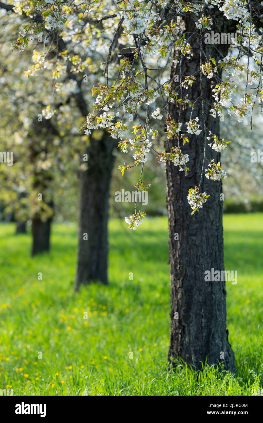 Cherry trees in bloom (Germany) Stock Photo