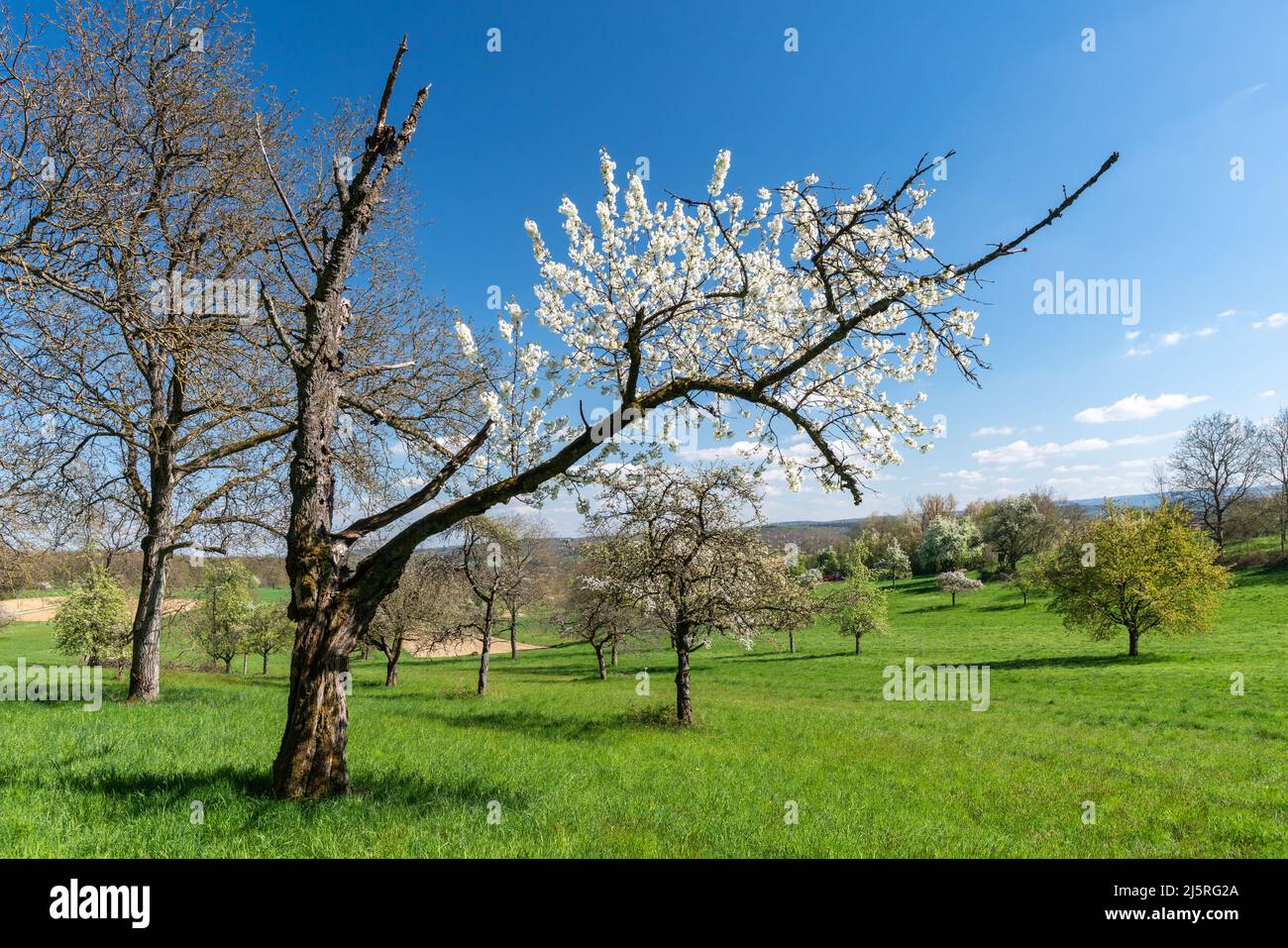 Fruit trees in spring Stock Photo Alamy