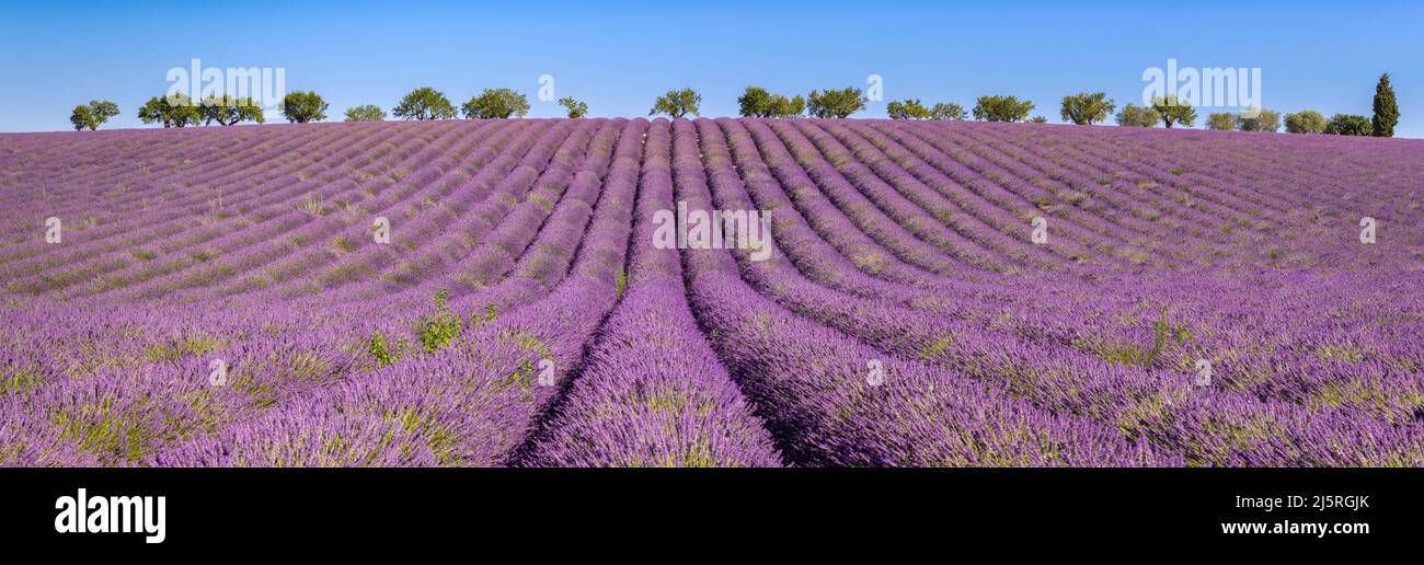 Lavender fields in Valensole Plateau. Panoramic view of Provence in Summer. Alpes-de-Haute-Provence, French Alps, France Stock Photo