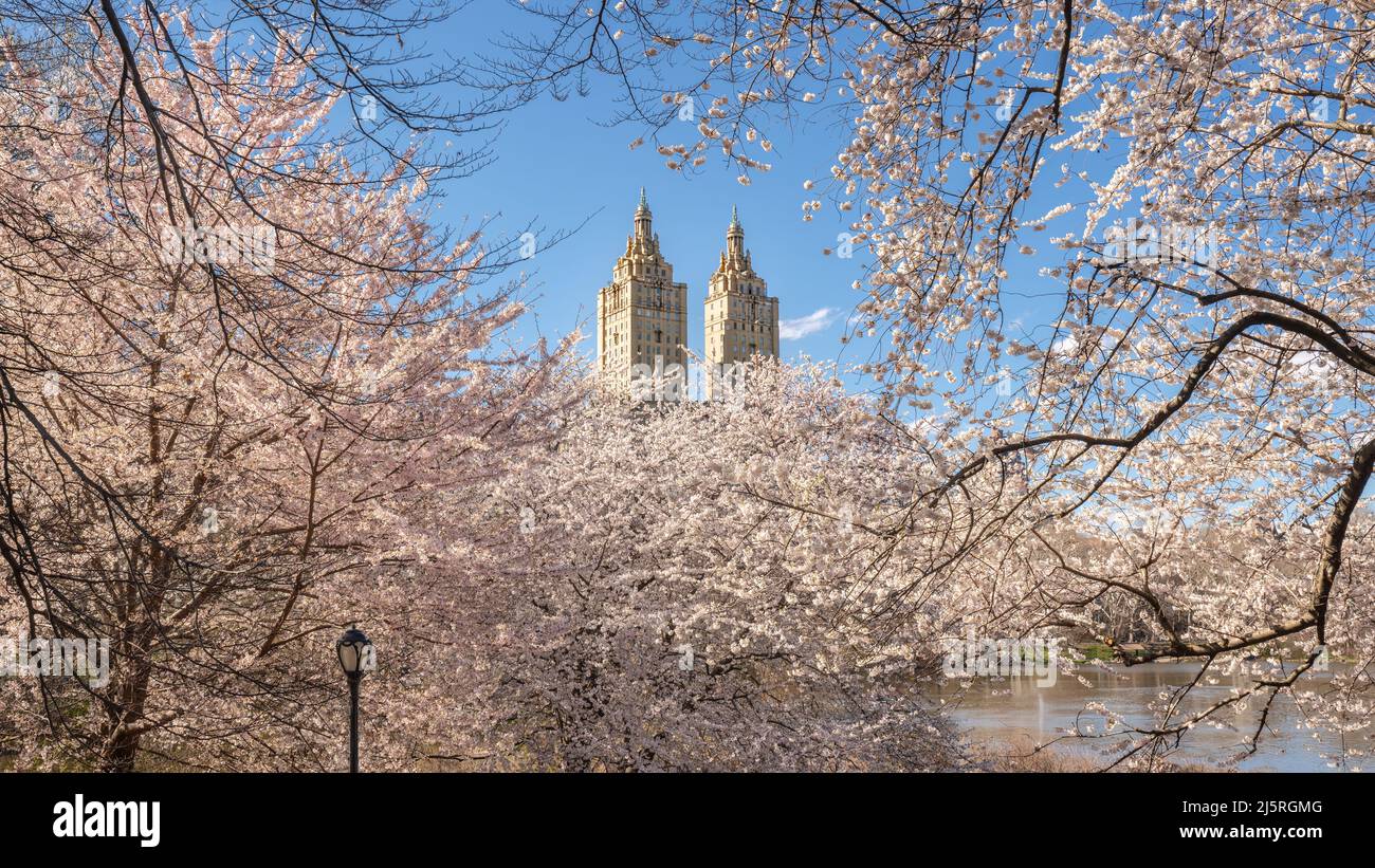 Spring in Central Park New York City. Panoramic view of blooming Yoshino Cherry trees by The Lake on Upper West Side of Manhattan. USA Stock Photo